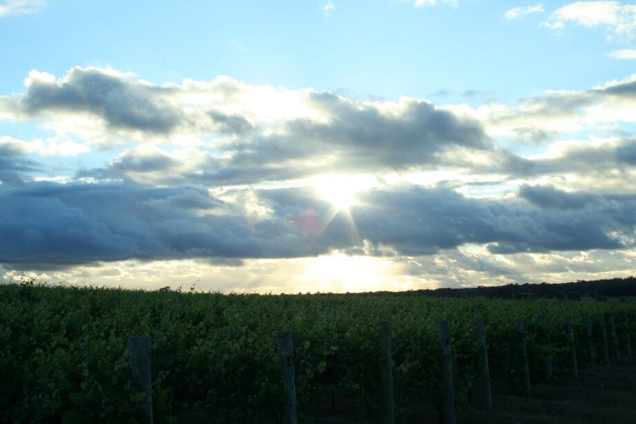 What is an Organic Vineyard? 8 The beauty of organic vineyard by Perfect Break Wines