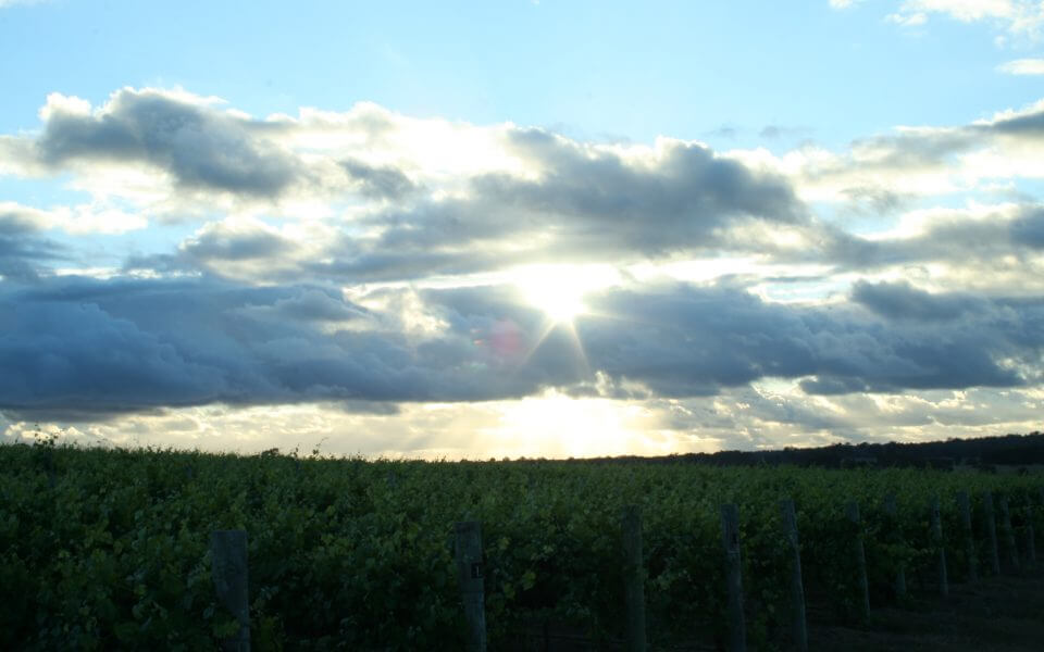 The beauty of organic vineyard by Perfect Break Wines