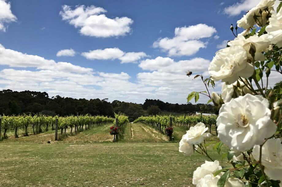 What Makes Margaret River Wine's the Best Australian Wine? 6 What Makes Margaret River Wine's the Best Australian Wine