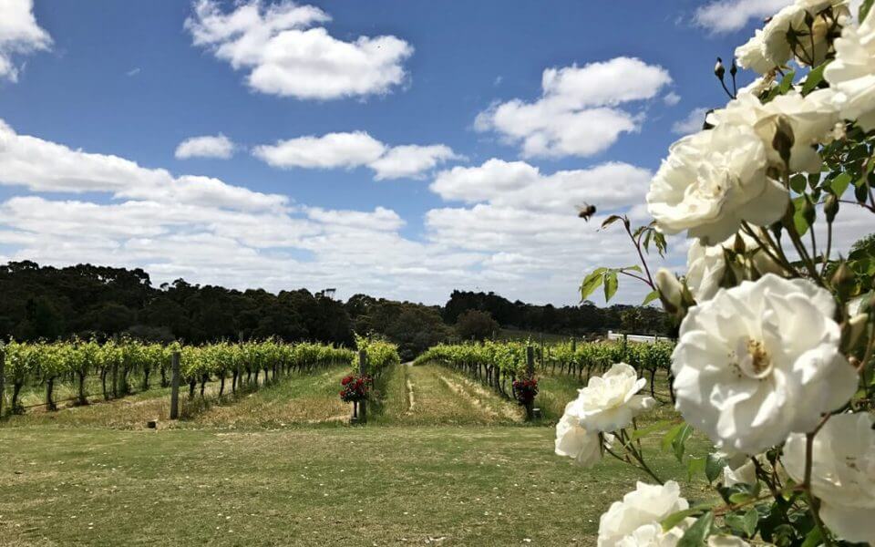 What Makes Margaret River Wine's the Best Australian Wine